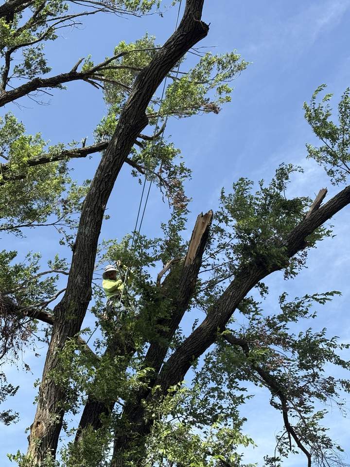 Professional tree work