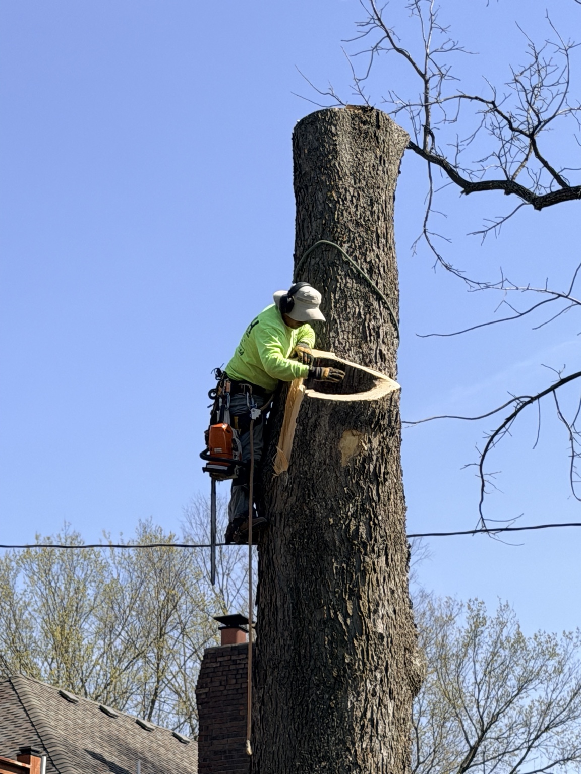 Tree climber working on a large trunk