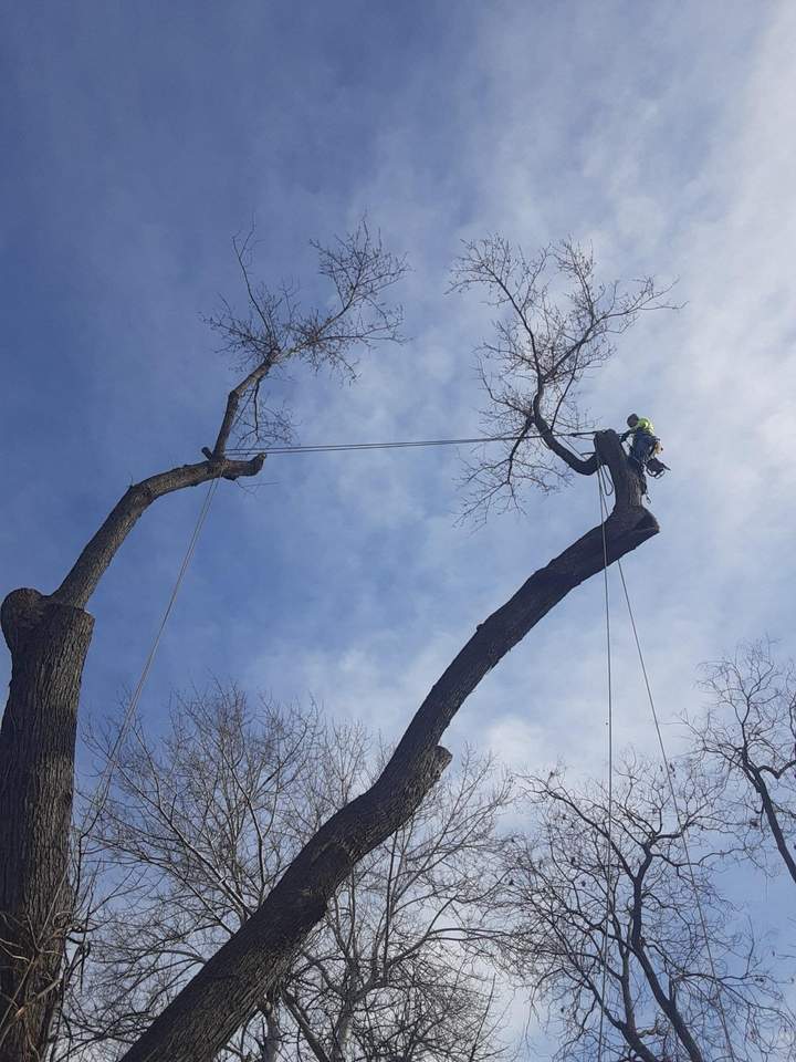 Tree climber working high on a large trunk